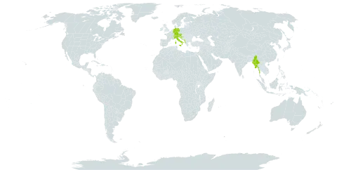 Achillea clavennae world distribution map, present in Albania, Austria, Bosnia and Herzegovina, Switzerland, Germany, Croatia, Italy, Myanmar, Montenegro, Serbia, and Slovenia