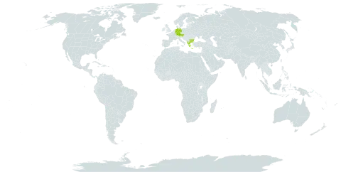 Achillea clusiana world distribution map, present in Albania, Austria, Bulgaria, Germany, Greece, North Macedonia, and Serbia