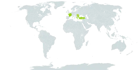 Achillea clypeolata world distribution map, present in Albania, Bulgaria, France, Greece, North Macedonia, Romania, Serbia, and Turkey