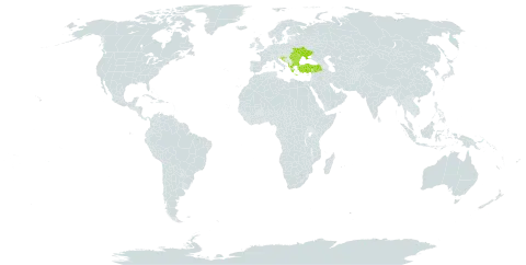 Achillea coarctata world distribution map, present in Albania, Bulgaria, Greece, Croatia, Moldova (Republic of), North Macedonia, Romania, Serbia, Slovenia, Turkey, and Ukraine