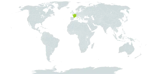 Achillea collina world distribution map, present in France