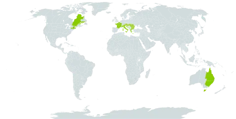 Achillea distans subsp. distans world distribution map, present in Australia, Austria, Bulgaria, Bosnia and Herzegovina, Canada, France, Greece, Croatia, Hungary, Italy, North Macedonia, Montenegro, Romania, Serbia, and United States of America