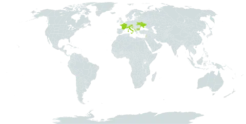 Achillea distans subsp. tanacetifolia world distribution map, present in Albania, Austria, Bulgaria, France, United Kingdom of Great Britain and Northern Ireland, Croatia, Italy, Lebanon, North Macedonia, Montenegro, Serbia, and Ukraine