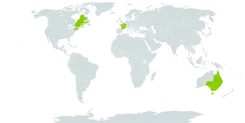 Achillea distans world distribution map, present in Australia, Canada, France, and United States of America