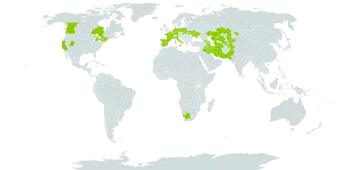 Achillea filipendulina world distribution map, present in Afghanistan, Armenia, Azerbaijan, Belgium, Canada, Germany, Spain, France, United Kingdom of Great Britain and Northern Ireland, Georgia, Iran (Islamic Republic of), Iraq, Italy, Kazakhstan, Kyrgyzstan, Pakistan, Poland, Slovakia, Tajikistan, Turkmenistan, Ukraine, United States of America, Uzbekistan, and South Africa