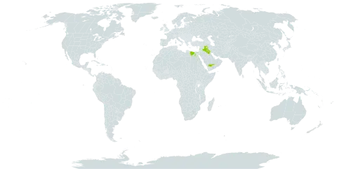 Achillea fragrantissima world distribution map, present in Egypt, Iraq, Israel, Lebanon, and Saudi Arabia