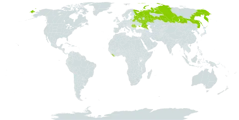 Achillea inundata world distribution map, present in Belarus, Liberia, Romania, Russian Federation, and Ukraine