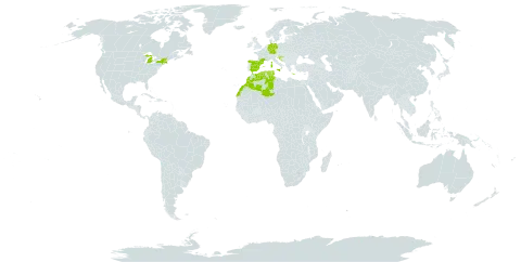 Achillea ligustica world distribution map, present in Germany, Algeria, Spain, France, United Kingdom of Great Britain and Northern Ireland, Greece, Croatia, Italy, Morocco, Malta, Tunisia, and United States of America