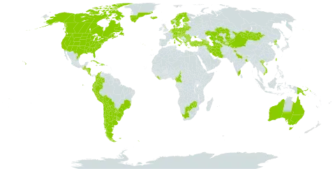 Achillea millefolium world distribution map, present in Afghanistan, Albania, Andorra, Argentina, Armenia, American Samoa, Australia, Austria, Azerbaijan, Belgium, Bulgaria, Bosnia and Herzegovina, Belarus, Bolivia (Plurinational State of), Brazil, Botswana, Canada, Switzerland, Chile, China, Cameroon, Colombia, Costa Rica, Cuba, Czech Republic, Germany, Denmark, Dominican Republic, Ecuador, Spain, Estonia, Finland, Falkland Islands (Malvinas), France, United Kingdom of Great Britain and Northern Ireland, Georgia, Greece, Greenland, Guatemala, Honduras, Croatia, Haiti, Hungary, India, Iran (Islamic Republic of), Iceland, Italy, Jamaica, Kazakhstan, Kyrgyzstan, Liberia, Liechtenstein, Lithuania, Luxembourg, Latvia, Mexico, North Macedonia, Montenegro, Mongolia, Nicaragua, Netherlands, Norway, New Zealand, Pakistan, Peru, Papua New Guinea, Poland, Korea (Democratic People's Republic of), Portugal, Paraguay, Romania, Russian Federation, South Georgia and the South Sandwich Islands, Saint Pierre and Miquelon, Serbia, Slovakia, Slovenia, Sweden, Tajikistan, Turkmenistan, Turkey, Taiwan, Province of China, Ukraine, Uruguay, United States of America, Uzbekistan, Viet Nam, South Africa, and Zimbabwe