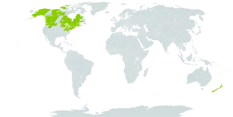 Achillea ptarmica world distribution map, present in Canada, France, New Zealand, and United States of America