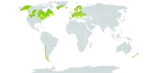 Achillea ptarmica subsp. ptarmica world distribution map, present in Austria, Belgium, Bosnia and Herzegovina, Belarus, Canada, Switzerland, Chile, Czech Republic, Germany, Denmark, Estonia, Finland, France, United Kingdom of Great Britain and Northern Ireland, Greenland, Croatia, Hungary, Iceland, Italy, Liberia, Lithuania, Luxembourg, Latvia, Montenegro, Netherlands, Norway, New Zealand, Poland, Romania, Russian Federation, South Georgia and the South Sandwich Islands, Saint Pierre and Miquelon, Serbia, Slovakia, Slovenia, Sweden, Ukraine, and United States of America