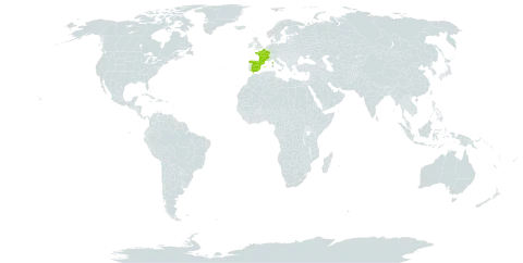 Achillea pyrenaica world distribution map, present in Andorra, Spain, and France