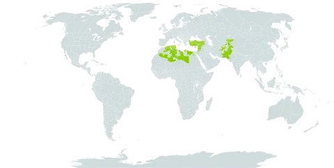 Achillea santolinoides subsp. wilhelmsii world distribution map, present in Afghanistan, Armenia, Cyprus, Algeria, Egypt, Iceland, Israel, Jordan, Kyrgyzstan, Lebanon, Libya, Pakistan, Syrian Arab Republic, Tajikistan, Tunisia, and Turkey