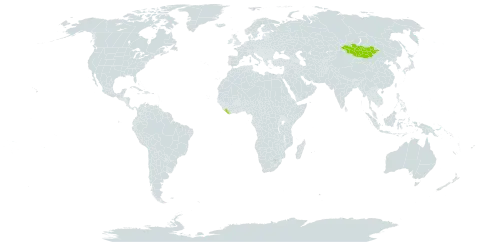 Achillea sergievskiana world distribution map, present in Liberia and Mongolia