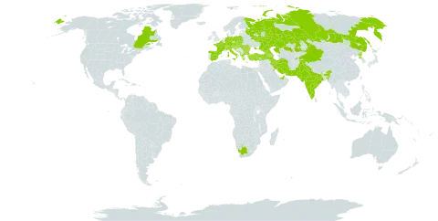 Achillea setacea world distribution map, present in Albania, United Arab Emirates, Armenia, Austria, Azerbaijan, Belgium, Bulgaria, Bosnia and Herzegovina, Canada, Switzerland, China, Czech Republic, Germany, Spain, France, Georgia, Greece, Croatia, Hungary, India, Iran (Islamic Republic of), Italy, Kazakhstan, Kuwait, Moldova (Republic of), North Macedonia, Montenegro, Pakistan, Poland, Korea (Democratic People's Republic of), Romania, Russian Federation, Saudi Arabia, Serbia, Slovakia, Slovenia, Tajikistan, Turkey, Ukraine, and South Africa