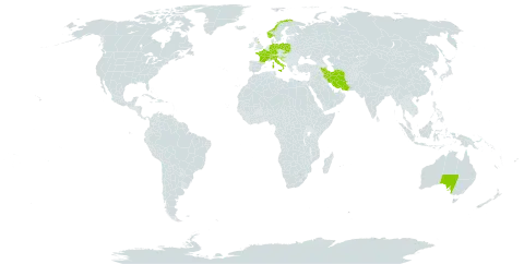 Achillea tomentosa world distribution map, present in Australia, Switzerland, Germany, France, United Kingdom of Great Britain and Northern Ireland, Croatia, Iran (Islamic Republic of), Italy, Norway, Poland, and Slovakia