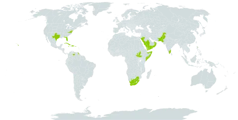 Achyranthes aspera var. pubescens world distribution map, present in Antigua and Barbuda, Barbados, Cuba, Dominican Republic, Guadeloupe, Haiti, India, Jamaica, Martinique, Oman, Pakistan, Puerto Rico, Saudi Arabia, Somalia, South Sudan, United States of America, Saint Vincent and the Grenadines, Venezuela (Bolivarian Republic of), Yemen, and South Africa