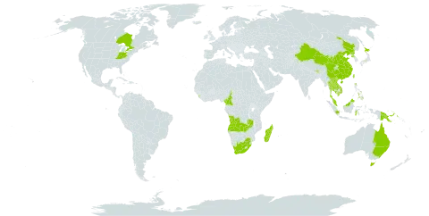 Achyranthes bidentata world distribution map, present in Angola, Australia, Bhutan, Canada, China, Cameroon, Micronesia (Federated States of), Equatorial Guinea, Indonesia, India, Iceland, Japan, Cambodia, Lao People's Democratic Republic, Sri Lanka, Madagascar, Northern Mariana Islands, Malaysia, Nepal, Pakistan, Philippines, Palau, Papua New Guinea, Puerto Rico, Korea (Democratic People's Republic of), Thailand, Taiwan, Province of China, United States of America, Viet Nam, South Africa, and Zambia