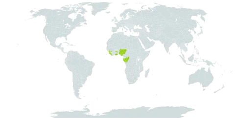 Achyrospermum oblongifolium world distribution map, present in Congo, Cabo Verde, Gabon, Ghana, Guinea, Liberia, Nigeria, and Sierra Leone