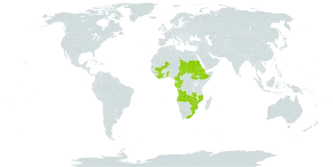 Acmella caulirhiza world distribution map, present in Angola, Benin, Burkina Faso, Côte d'Ivoire, Cameroon, Congo, Eritrea, Ethiopia, Gabon, Guinea, Equatorial Guinea, Liberia, Mali, Mozambique, Mauritius, Réunion, Sudan, South Sudan, Sao Tome and Principe, eSwatini, Seychelles, Chad, Togo, South Africa, Zambia, and Zimbabwe