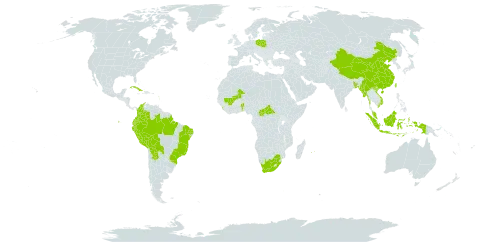 Acmella oleracea world distribution map, present in Argentina, Benin, Bangladesh, Bolivia (Plurinational State of), Brazil, Central African Republic, China, Colombia, Cuba, Ecuador, Guadeloupe, Indonesia, Sri Lanka, Mali, Myanmar, Martinique, Mauritius, Malaysia, Nepal, Peru, Poland, Paraguay, Réunion, Taiwan, Province of China, Viet Nam, and South Africa