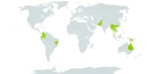 Acmella paniculata world distribution map, present in Australia, Brazil, China, Colombia, Ecuador, India, Cambodia, Lao People's Democratic Republic, Sri Lanka, Myanmar, Malaysia, Nepal, Pakistan, Panama, Philippines, Papua New Guinea, Thailand, Taiwan, Province of China, and Viet Nam