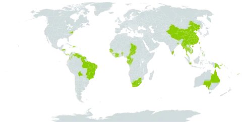 Acmella uliginosa world distribution map, present in American Samoa, Antigua and Barbuda, Australia, Benin, Bonaire, Sint Eustatius and Saba, Burkina Faso, Bolivia (Plurinational State of), Brazil, Bhutan, China, Côte d'Ivoire, Cameroon, Congo, Colombia, Dominica, Dominican Republic, Fiji, Micronesia (Federated States of), Gabon, Guinea, Guadeloupe, Guinea-Bissau, Grenada, French Guiana, Guyana, Honduras, Haiti, Indonesia, India, Jamaica, Cambodia, Saint Lucia, Sri Lanka, Marshall Islands, Myanmar, Montserrat, Martinique, Nepal, Panama, Philippines, Papua New Guinea, Senegal, Singapore, Suriname, Chad, Thailand, Trinidad and Tobago, Taiwan, Province of China, United States of America, Venezuela (Bolivarian Republic of), Viet Nam, and South Africa