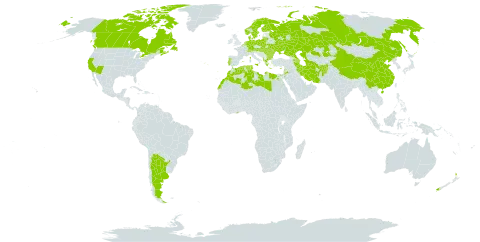 Acmispon glaber world distribution map, present in Afghanistan, Albania, Argentina, Armenia, Austria, Azerbaijan, Belgium, Bulgaria, Canada, Switzerland, China, Cyprus, Germany, Denmark, Algeria, Egypt, Spain, Finland, France, Ghana, Greece, Hungary, Iran (Islamic Republic of), Italy, Jordan, Kazakhstan, Lebanon, Libya, Lithuania, Morocco, Moldova (Republic of), Malta, Netherlands, Norway, New Zealand, Poland, Portugal, Romania, Russian Federation, Slovakia, Sweden, Turkmenistan, Tunisia, Ukraine, and United States of America