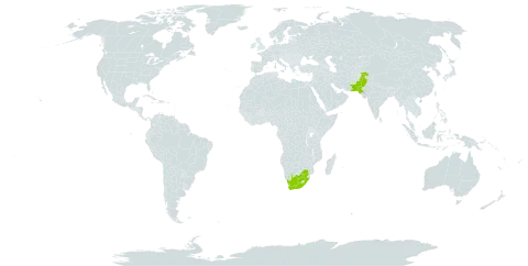 Acokanthera oblongifolia world distribution map, present in Pakistan and South Africa