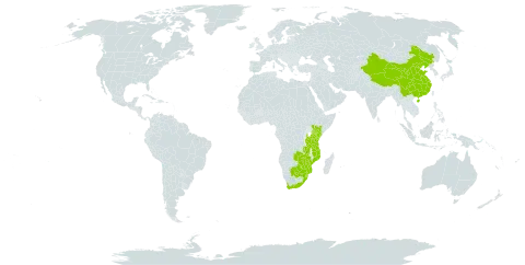 Acokanthera oppositifolia world distribution map, present in Botswana, China, Kenya, Mozambique, Malawi, eSwatini, Tanzania, United Republic of, South Africa, Zambia, and Zimbabwe