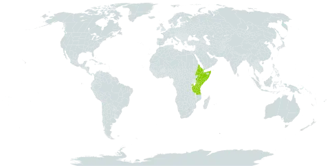 Acokanthera schimperi world distribution map, present in Djibouti, Eritrea, Ethiopia, Kenya, Rwanda, Saudi Arabia, Somalia, Tanzania, United Republic of, Uganda, and Yemen