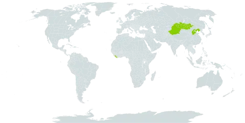 Aconitum barbatum var. puberulum world distribution map, present in China, Liberia, and Mongolia