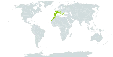 Aconitum lamarckii world distribution map, present in Albania, Andorra, Austria, Bulgaria, Bosnia and Herzegovina, Switzerland, Spain, France, Greece, Croatia, Italy, Liechtenstein, Morocco, North Macedonia, Montenegro, Serbia, and Slovenia