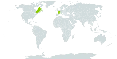 Aconitum lycoctonum world distribution map, present in Canada and France