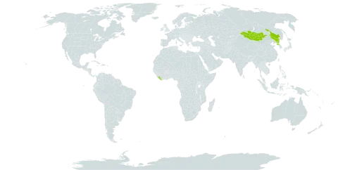 Aconitum macrorhynchum world distribution map, present in China, Liberia, Mongolia, and Korea (Democratic People's Republic of)