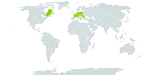 Aconitum vulparia world distribution map, present in Austria, Belgium, Bulgaria, Bosnia and Herzegovina, Canada, Switzerland, Czech Republic, Germany, France, Croatia, Hungary, Italy, Liechtenstein, Luxembourg, Netherlands, Poland, Romania, Serbia, Slovakia, and Slovenia