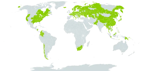 Acorus calamus world distribution map, present in Åland Islands, Albania, Andorra, Austria, Bangladesh, Bulgaria, Belarus, Canada, Switzerland, Chile, China, Colombia, Czech Republic, Germany, Denmark, Finland, France, Micronesia (Federated States of), Georgia, Hungary, Indonesia, Ireland, Iceland, Italy, Japan, Kazakhstan, Kyrgyzstan, Maldives, Myanmar, Montenegro, Malaysia, Nicaragua, Netherlands, Norway, Nepal, Pakistan, Philippines, Papua New Guinea, Poland, Korea (Democratic People's Republic of), Romania, Russian Federation, Singapore, Svalbard and Jan Mayen, Sweden, Turks and Caicos Islands, Thailand, Timor-Leste, Ukraine, Uruguay, United States of America, Uzbekistan, Viet Nam, and South Africa