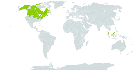 Acorus calamus var. americanus world distribution map, present in Canada, Micronesia (Federated States of), Montenegro, Malaysia, and United States of America