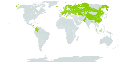 Acorus calamus var. calamus world distribution map, present in Åland Islands, Albania, Andorra, Austria, Bangladesh, Bulgaria, Belarus, Switzerland, China, Colombia, Czech Republic, Germany, Denmark, Finland, France, Micronesia (Federated States of), Georgia, Hungary, Ireland, Iceland, Italy, Kazakhstan, Kyrgyzstan, Malaysia, Nicaragua, Netherlands, Norway, Nepal, Pakistan, Poland, Korea (Democratic People's Republic of), Romania, Russian Federation, Svalbard and Jan Mayen, Sweden, Turks and Caicos Islands, Ukraine, and Uzbekistan