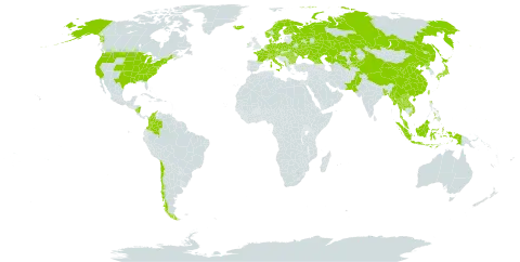 Acorus world distribution map, present in Åland Islands, Albania, Andorra, Austria, Bangladesh, Bulgaria, Belarus, Switzerland, Chile, China, Colombia, Czech Republic, Germany, Denmark, Finland, France, Micronesia (Federated States of), Georgia, Hungary, Indonesia, Ireland, Iceland, Italy, Japan, Kazakhstan, Kyrgyzstan, Lao People's Democratic Republic, Maldives, Myanmar, Montenegro, Malaysia, Nicaragua, Netherlands, Norway, Nepal, Pakistan, Philippines, Poland, Korea (Democratic People's Republic of), Romania, Russian Federation, Svalbard and Jan Mayen, Sweden, Thailand, Taiwan, Province of China, Ukraine, United States of America, Uzbekistan, and Viet Nam