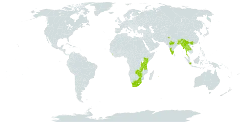 Acrocarpus fraxinifolius world distribution map, present in Bangladesh, Bhutan, China, Indonesia, India, Kenya, Lao People's Democratic Republic, Sri Lanka, Myanmar, Mauritius, Malawi, Nepal, Thailand, Tanzania, United Republic of, Uganda, South Africa, Zambia, and Zimbabwe