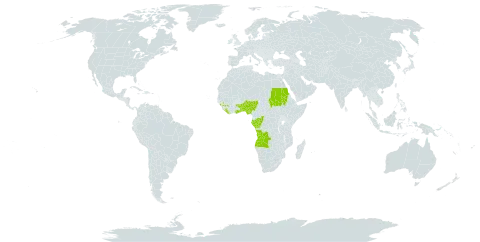 Acroceras gabunense world distribution map, present in Angola, Benin, Congo, Gabon, Ghana, Guinea, Liberia, Nigeria, Sudan, Togo, and Uganda