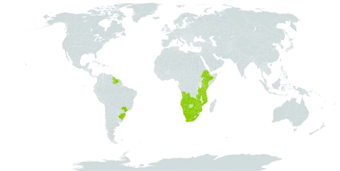 Acroceras macrum world distribution map, present in Angola, Brazil, Botswana, Ethiopia, Guyana, Kenya, Mozambique, Namibia, Suriname, Tanzania, United Republic of, Uganda, South Africa, Zambia, and Zimbabwe