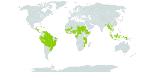 Acroceras zizanioides world distribution map, present in Benin, Burkina Faso, Bangladesh, Belize, Bolivia (Plurinational State of), Brazil, Central African Republic, Congo, Costa Rica, Cuba, Dominica, Ecuador, Ethiopia, Gabon, Ghana, Guinea, Guinea-Bissau, Guatemala, Guyana, Honduras, Haiti, Indonesia, Jamaica, Liberia, Mali, Myanmar, Mozambique, Nigeria, Nicaragua, Panama, Peru, Paraguay, Sudan, Senegal, Sierra Leone, Suriname, Chad, Togo, Thailand, Tanzania, United Republic of, Uganda, Uruguay, Venezuela (Bolivarian Republic of), and Viet Nam