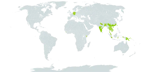 Acronychia pedunculata world distribution map, present in Bangladesh, Brunei Darussalam, Bhutan, China, Germany, Dominican Republic, Gambia, Indonesia, India, Iceland, Kenya, Cambodia, Lao People's Democratic Republic, Sri Lanka, Myanmar, Malaysia, Philippines, Papua New Guinea, Thailand, Taiwan, Province of China, and Viet Nam