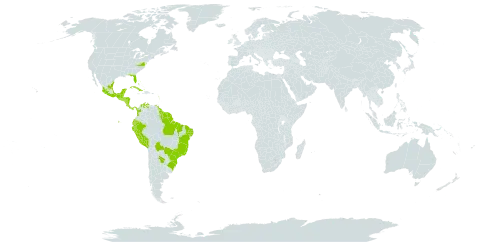 Acrostichum danaeifolium world distribution map, present in Argentina, Antigua and Barbuda, Bahamas, Belize, Bermuda, Bolivia (Plurinational State of), Brazil, Colombia, Costa Rica, Cuba, Cayman Islands, Dominica, Ecuador, Guadeloupe, Grenada, Guatemala, French Guiana, Guyana, Honduras, Jamaica, Saint Kitts and Nevis, Saint Lucia, Mexico, Montserrat, Martinique, Nicaragua, Panama, Peru, Puerto Rico, Paraguay, El Salvador, Suriname, Trinidad and Tobago, United States of America, and Venezuela (Bolivarian Republic of)