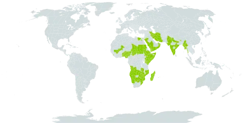 Actiniopteris radiata world distribution map, present in Angola, Benin, Bhutan, Botswana, Cabo Verde, Djibouti, Egypt, Ethiopia, India, Iran (Islamic Republic of), Kenya, Sri Lanka, Madagascar, Mali, Myanmar, Mozambique, Mauritius, Malawi, Namibia, Nigeria, Nepal, Oman, Pakistan, Réunion, Saudi Arabia, Sudan, Somalia, eSwatini, Chad, Togo, Tanzania, United Republic of, Uganda, Yemen, South Africa, Zambia, and Zimbabwe