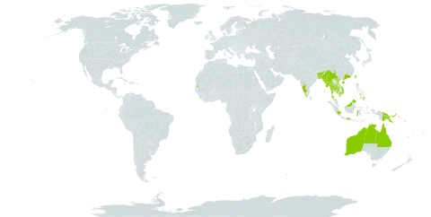 Actinostachys digitata world distribution map, present in Australia, Bangladesh, Brunei Darussalam, China, Micronesia (Federated States of), Indonesia, India, Cambodia, Sri Lanka, Myanmar, Malaysia, Philippines, Papua New Guinea, Singapore, Solomon Islands, Seychelles, Thailand, Tonga, Taiwan, Province of China, United States of America, and Viet Nam