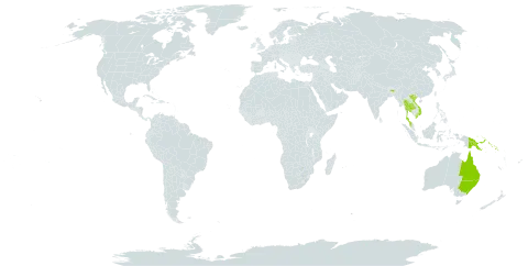 Actinostachys wagneri world distribution map, present in Australia, India, Malaysia, Papua New Guinea, Singapore, Solomon Islands, Thailand, and Viet Nam