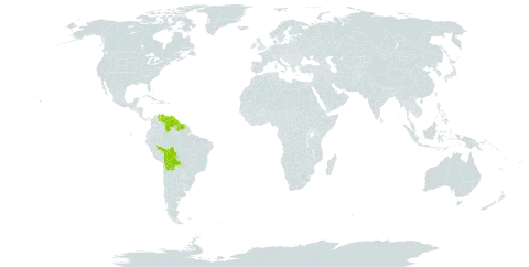 Actinostemon schomburgkii world distribution map, present in Bolivia (Plurinational State of), Brazil, Guyana, Suriname, and Venezuela (Bolivarian Republic of)